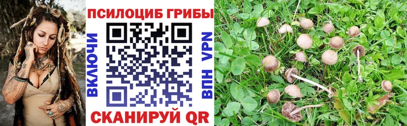 Купить  Чаплыгин  Галлюциногенные грибы мухоморы 